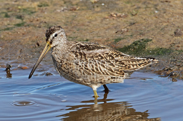 Short-billed Dowitcher