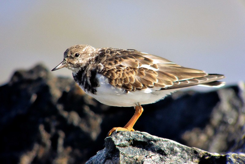 Turnstone