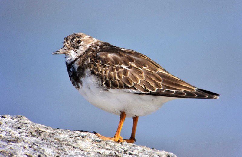 Turnstone