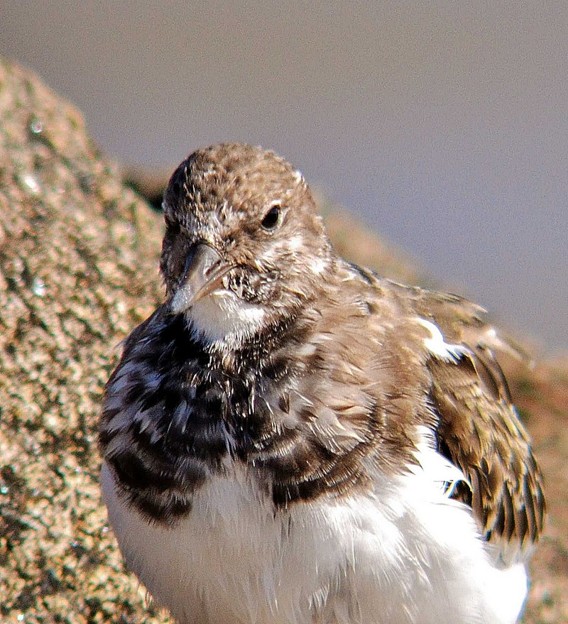 Turnstone
