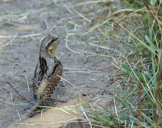 Wryneck