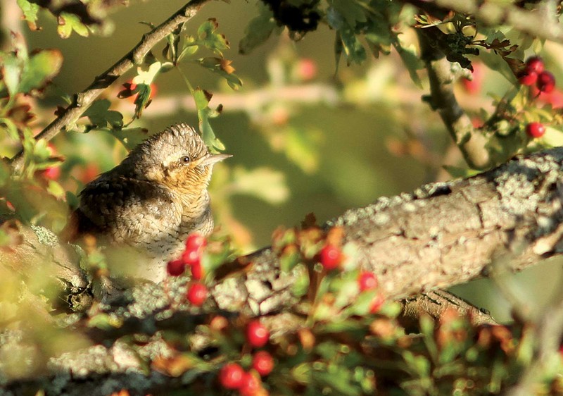Wryneck