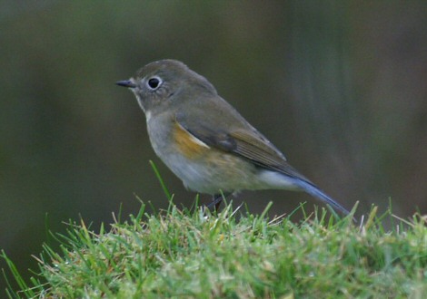 Red-flanked Bluetail