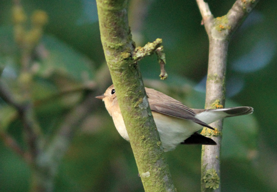 Red-breasted Flycatcher