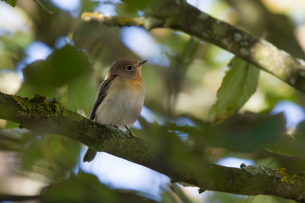Red-breasted Flycatcher