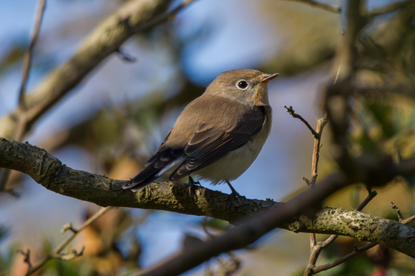Red-breasted Flycatcher