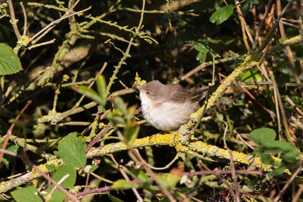 Barred Warbler