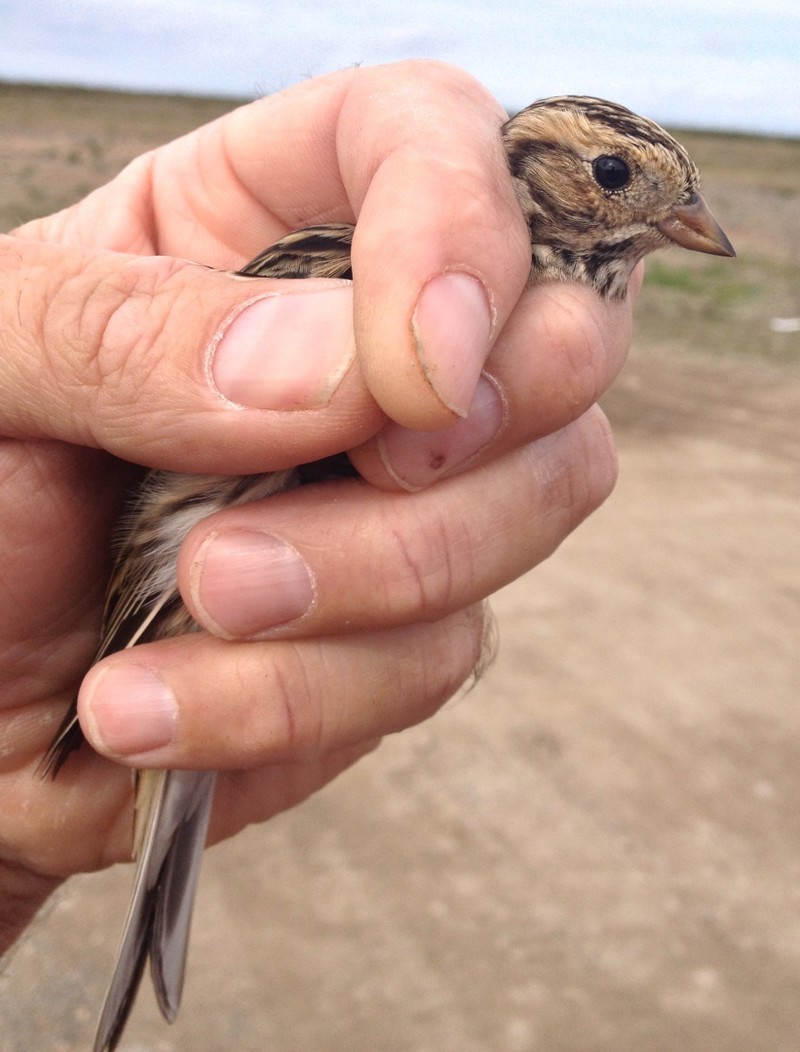 Lapland Bunting