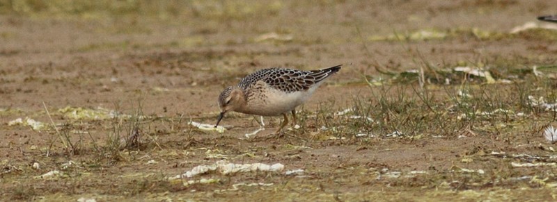 Buff-breasted Sandpiper