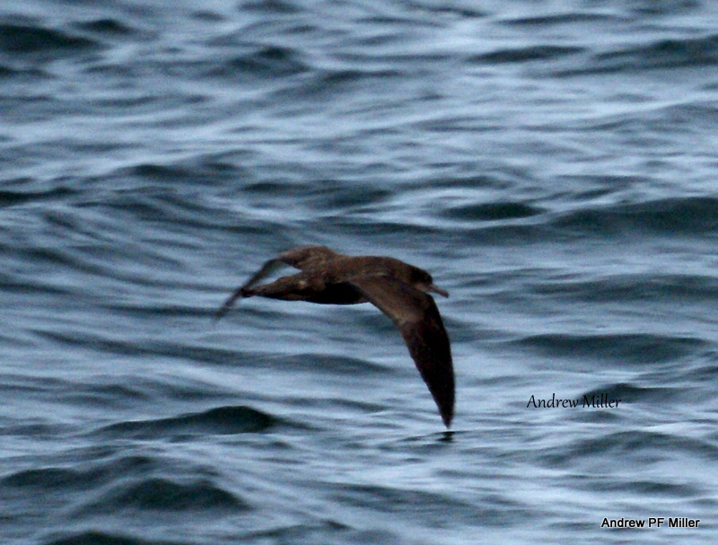 Sooty Shearwater