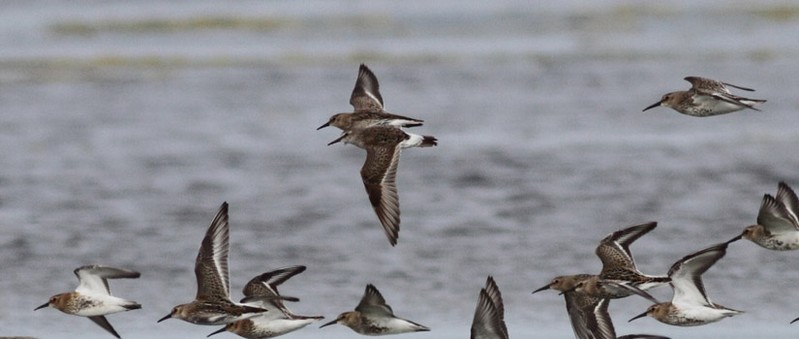 White-rumped Sandpiper