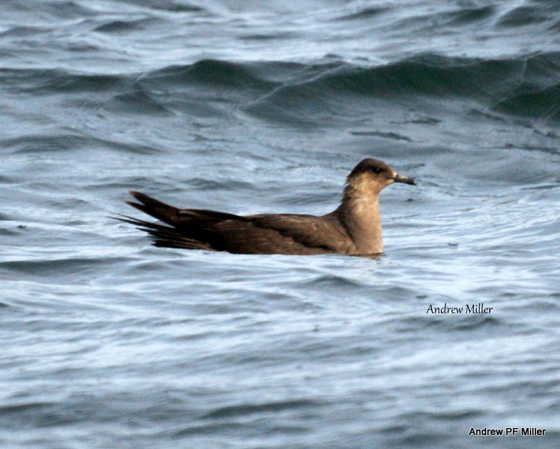 Arctic Skua