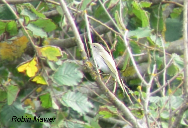 Western Bonelli's Warbler