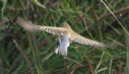 Red-flanked Bluetail