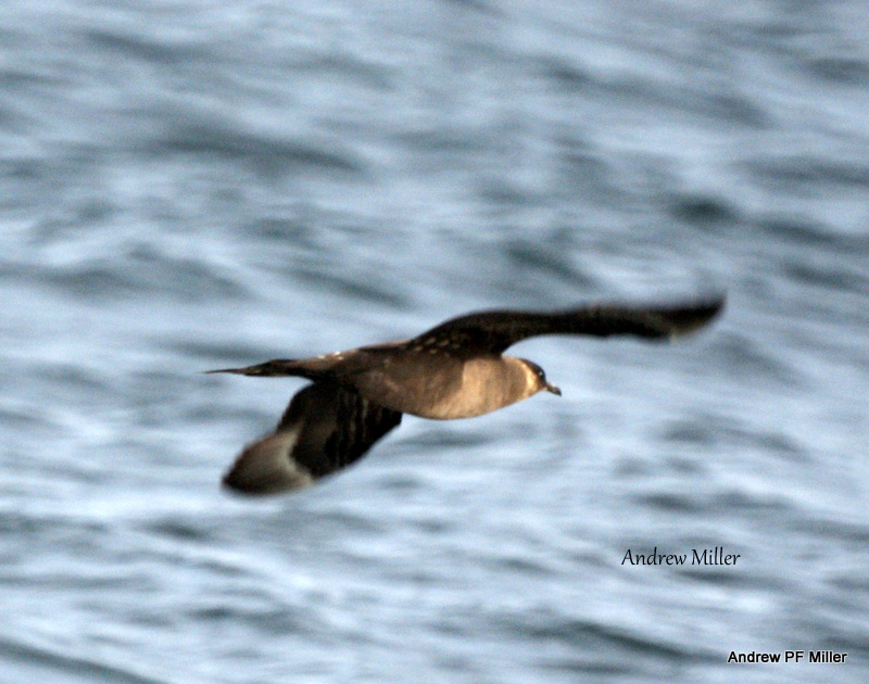 Arctic Skua