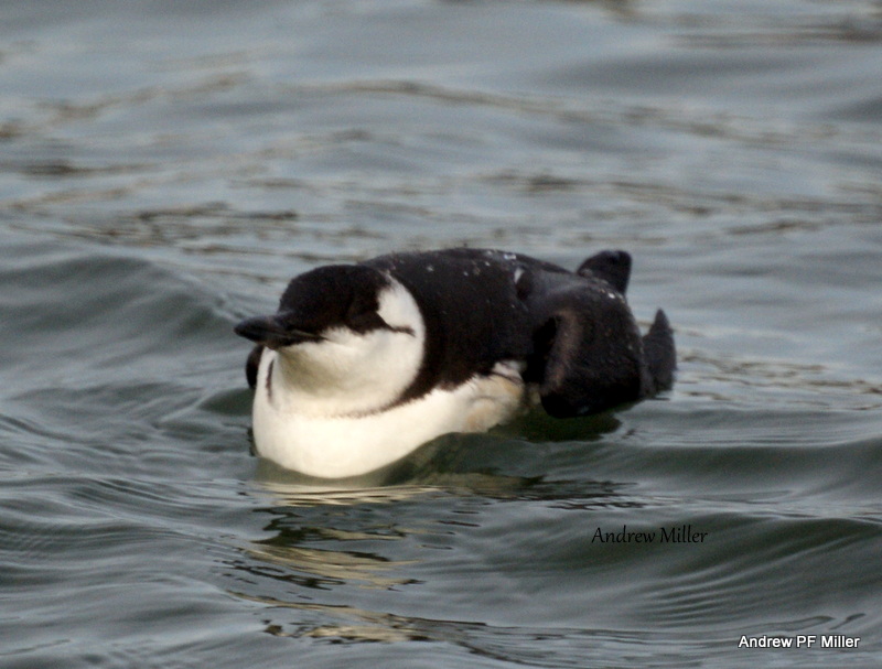 Guillemot
