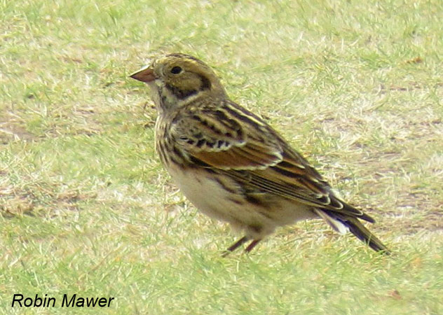 Lapland Bunting