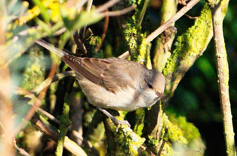 Barred Warbler