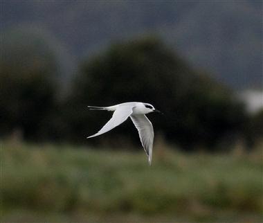 Forster's Tern