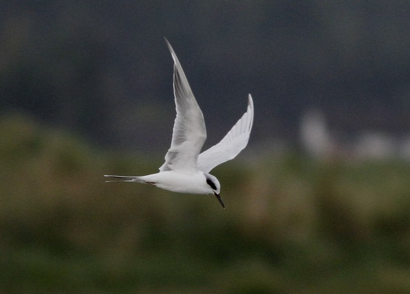 Forster's Tern