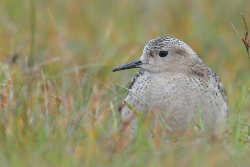 Buff-breasted Sandpiper