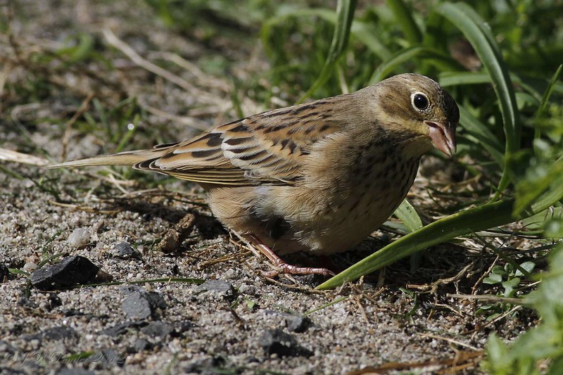 Ortolan Bunting