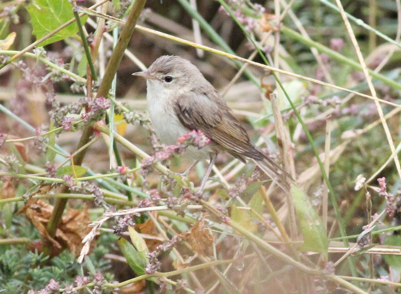 Booted Warbler