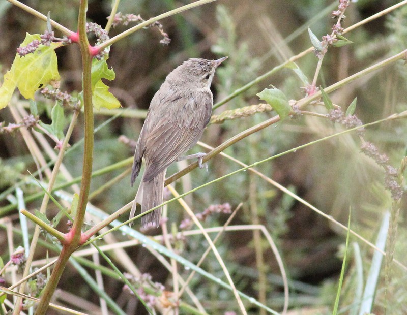 Booted Warbler