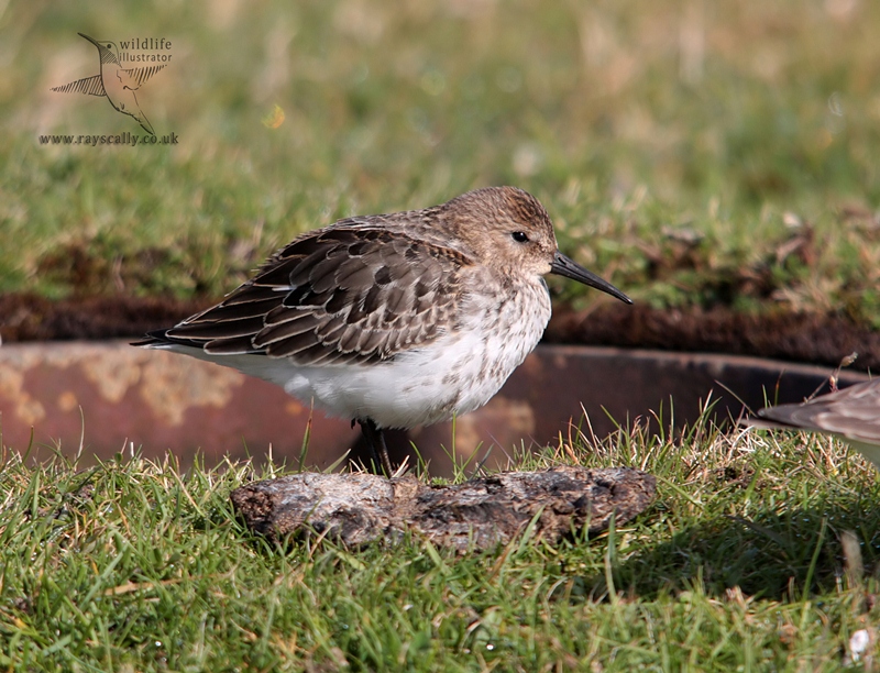 Dunlin
