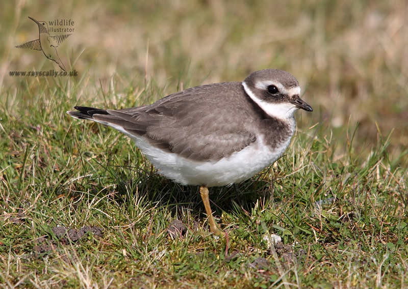 Ringed Plover