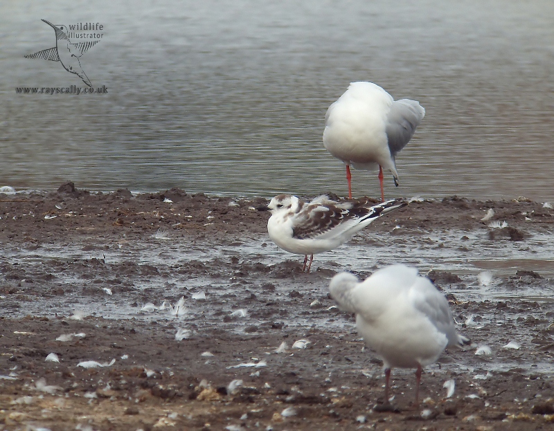 Little Gull