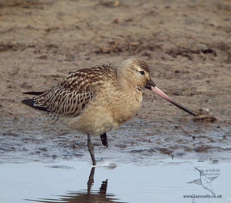 Bar-tailed Godwit