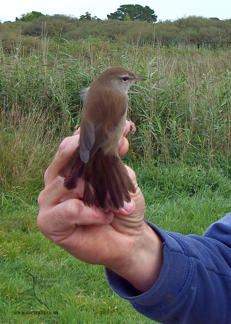 Cetti's Warbler