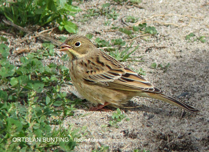 Ortolan Bunting