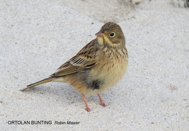Ortolan Bunting
