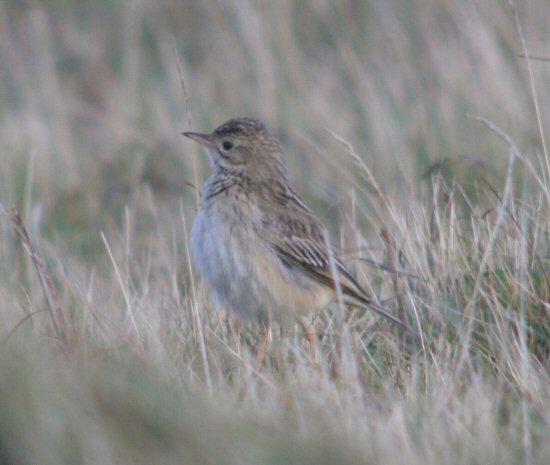 Blyth's Pipit