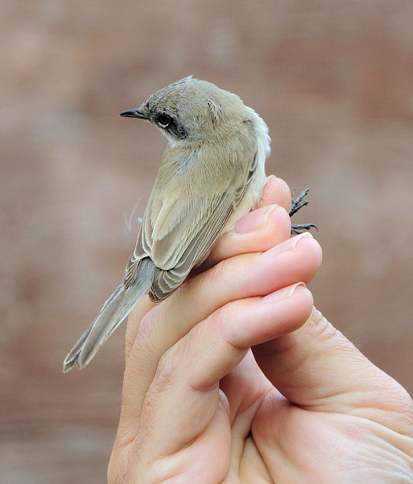 Lesser Whitethroat