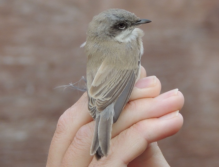 Lesser Whitethroat