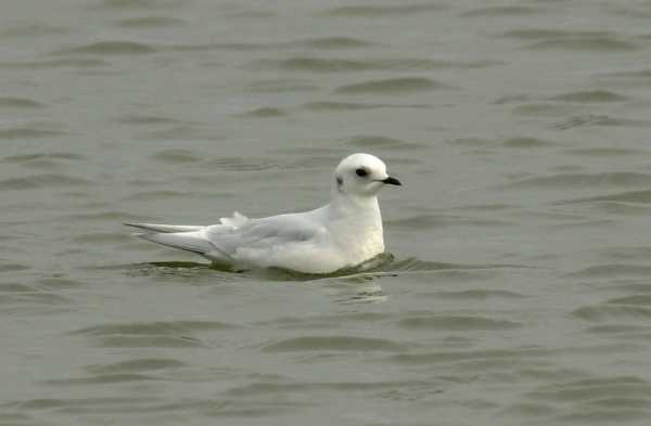 Ross's Gull