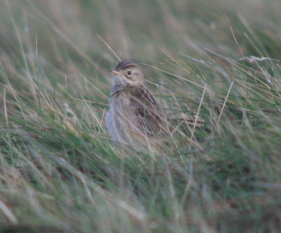 Blyth's Pipit
