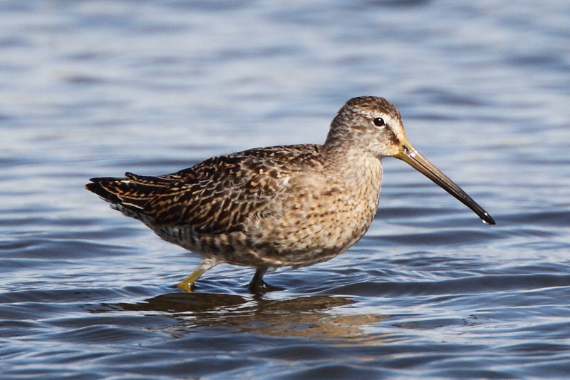 Short-billed Dowitcher