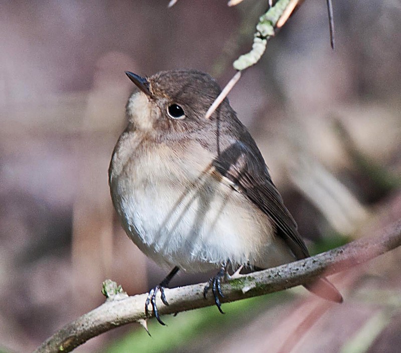Red-breasted Flycatcher
