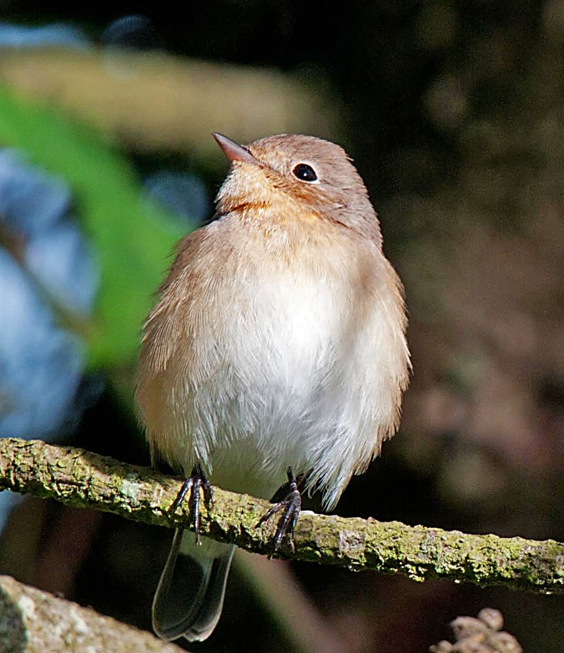 Red-breasted Flycatcher