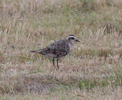American Golden Plover