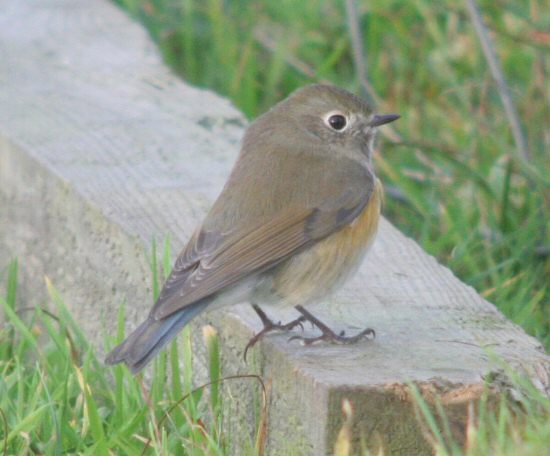 Red-flanked Bluetail