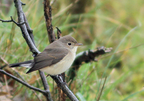 Red-breasted Flycatcher