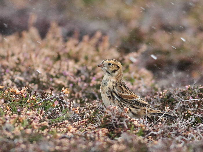 Lapland Bunting