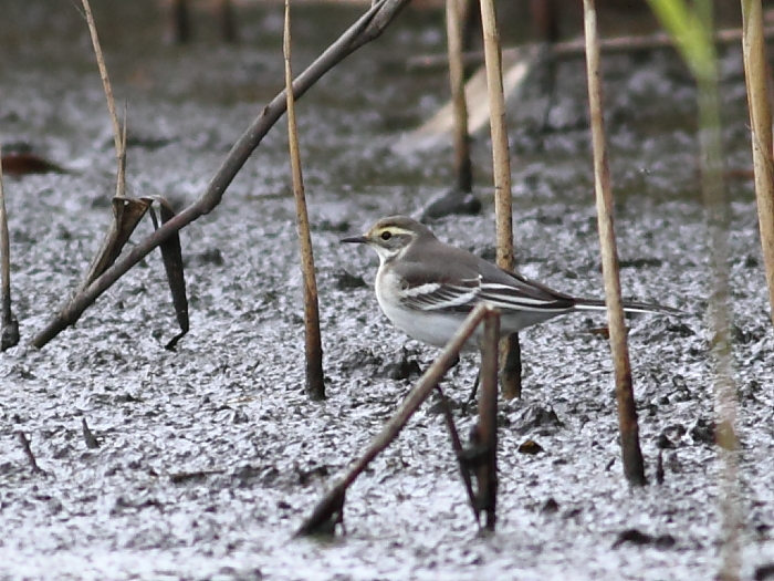 Citrine Wagtail