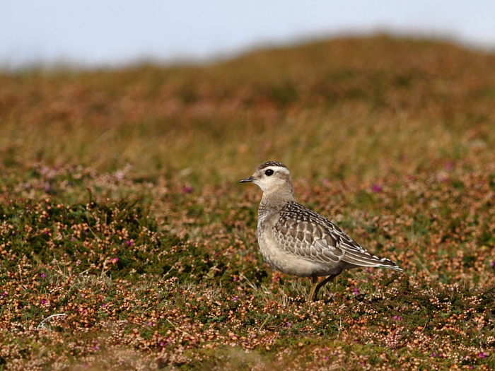 Dotterel