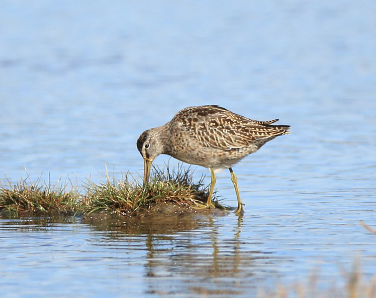 Short-billed Dowitcher